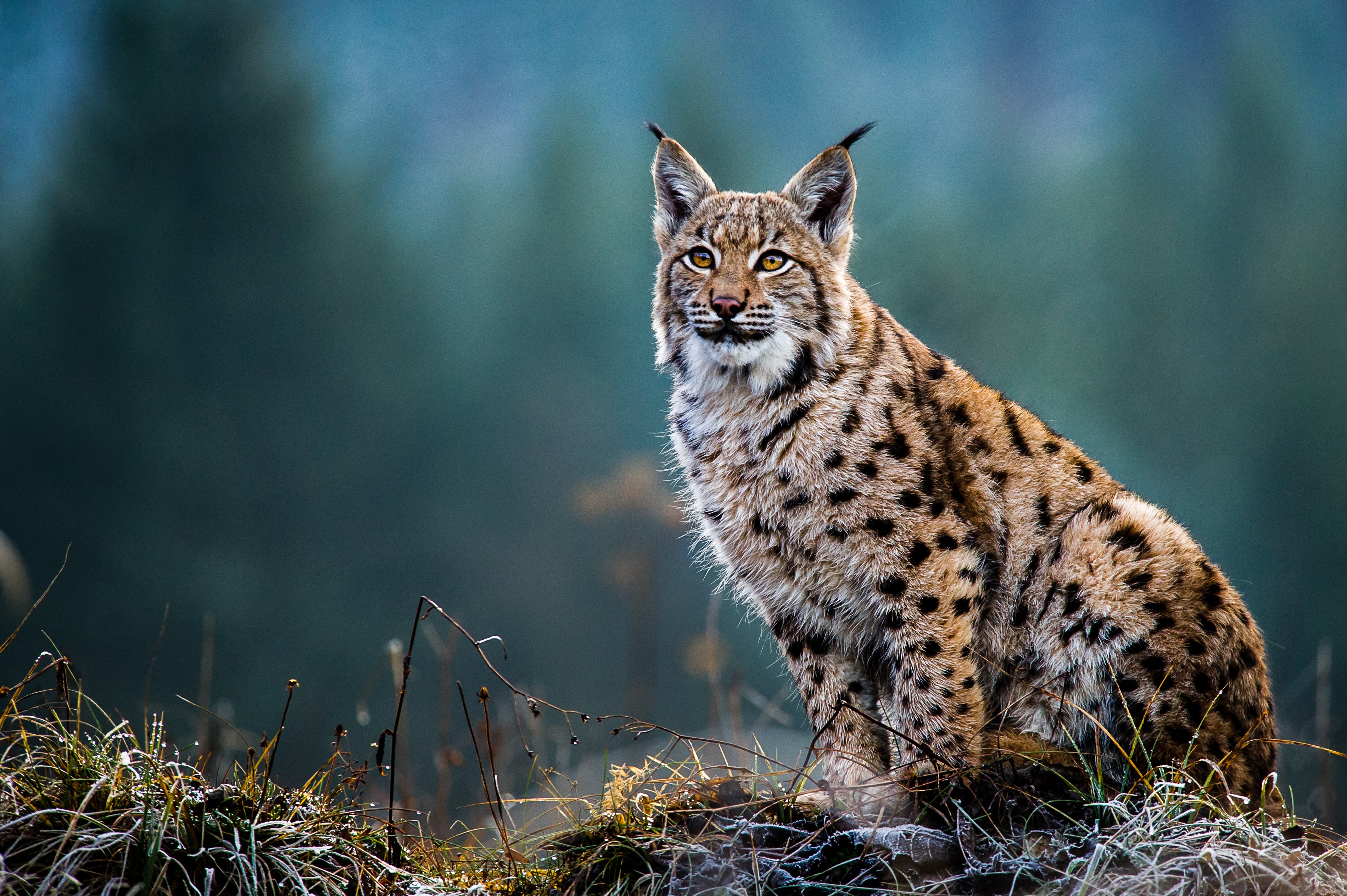 Lynx's. Рысь Линкс. Рысь Felis Lynx. Рысь Таганай. Балканская Рысь.