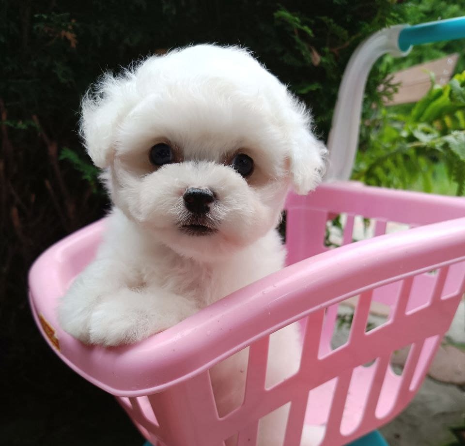 puppy preview3