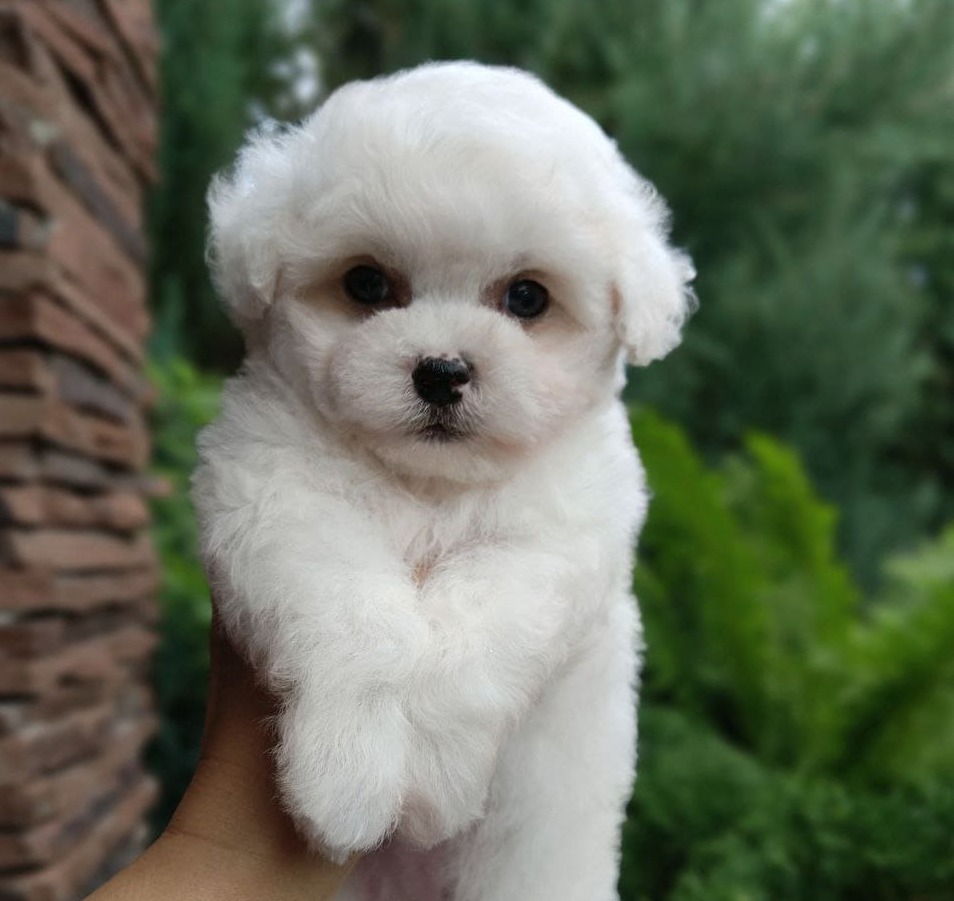 puppy preview5