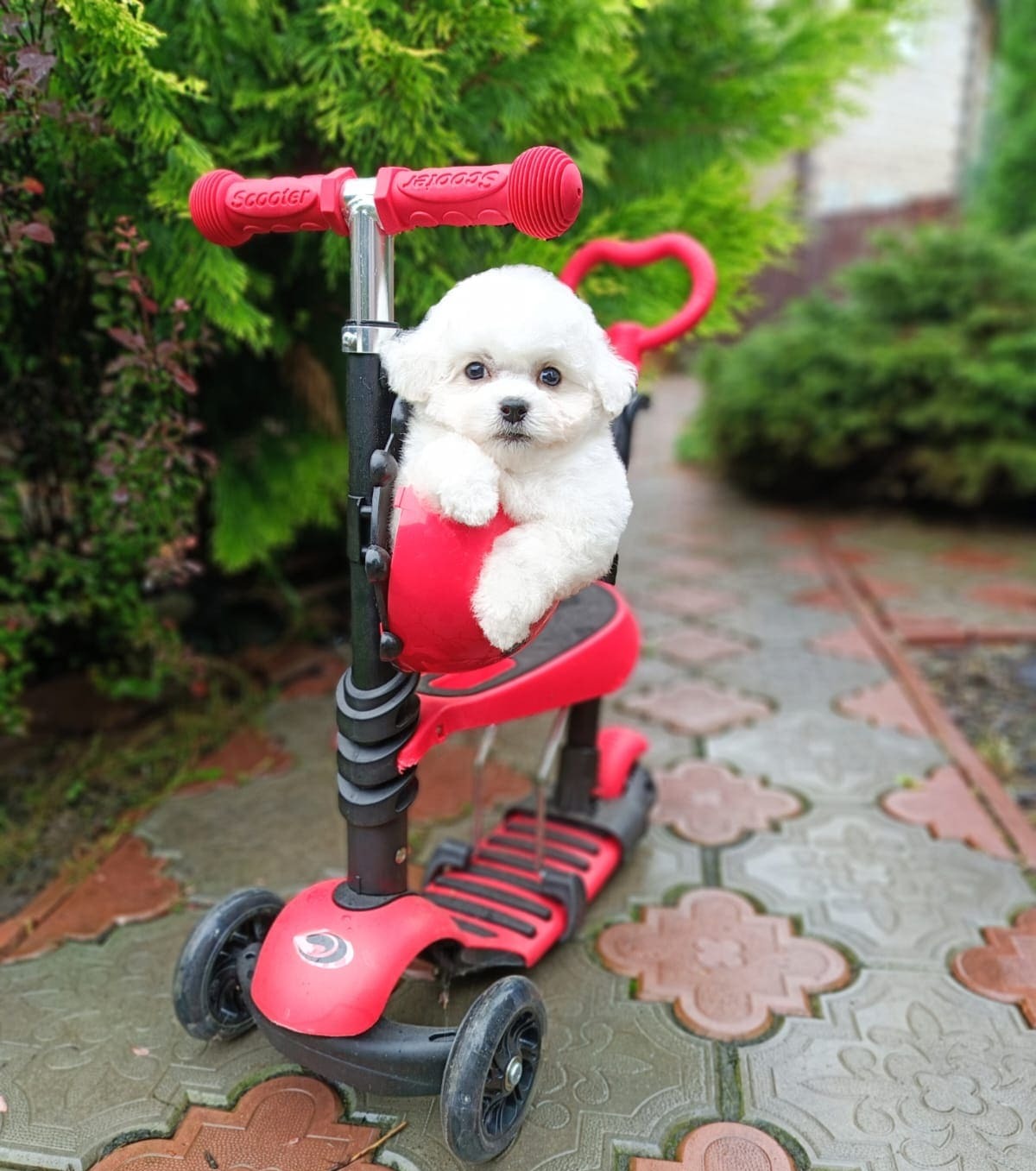 puppy preview5