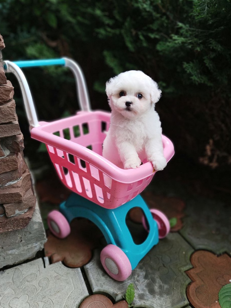 puppy preview