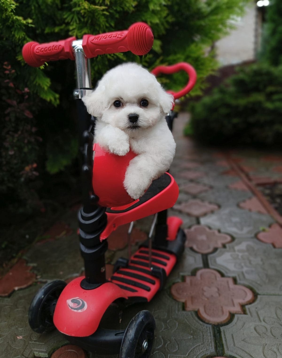 puppy preview5