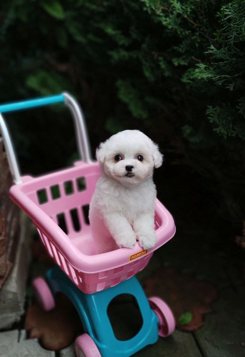 puppy preview2