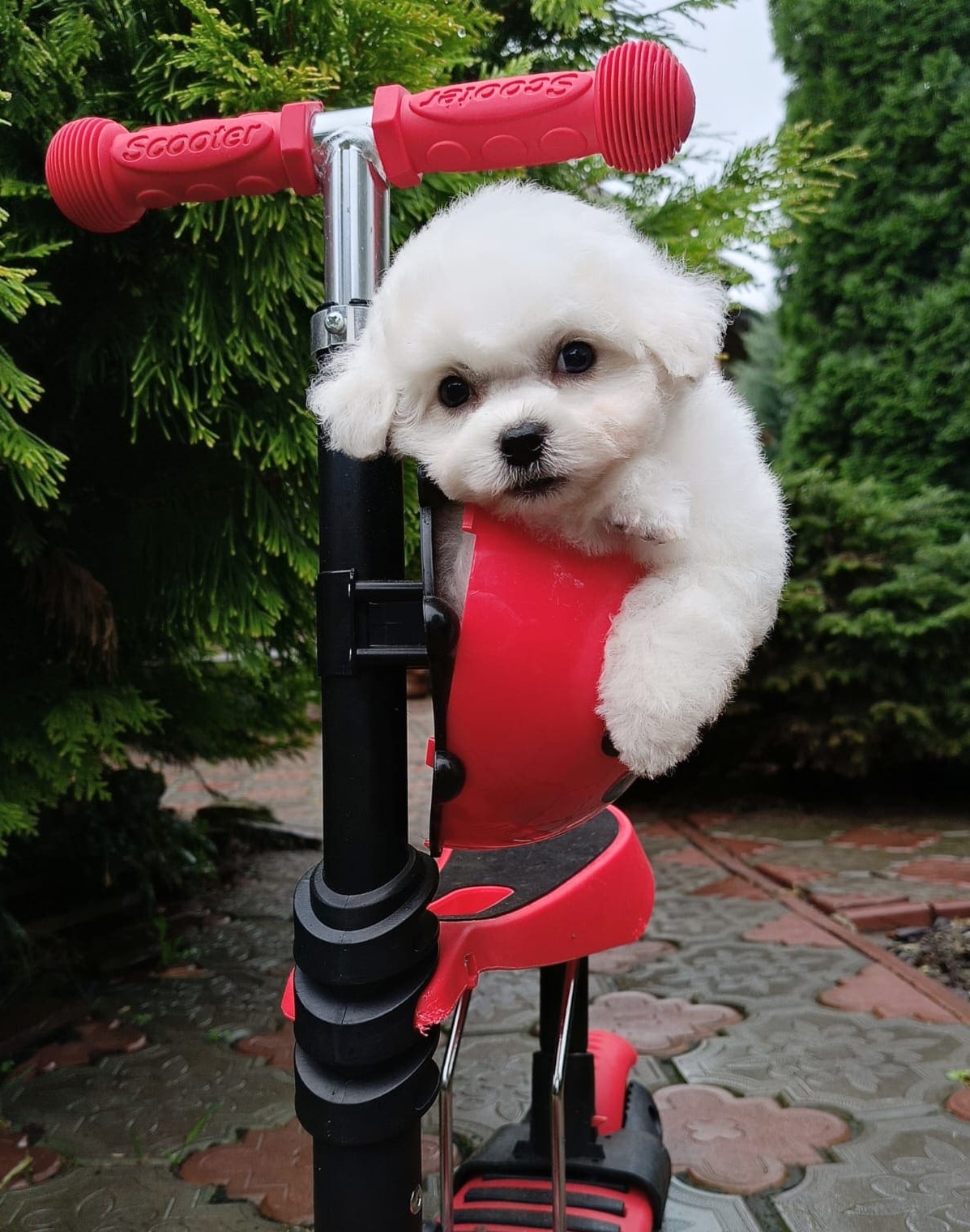 puppy preview5
