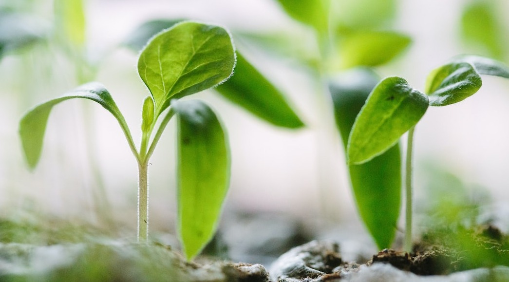 double image second part