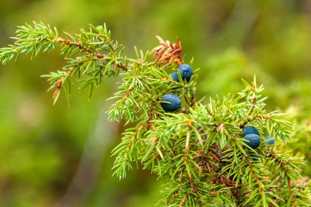 double image fisrt part