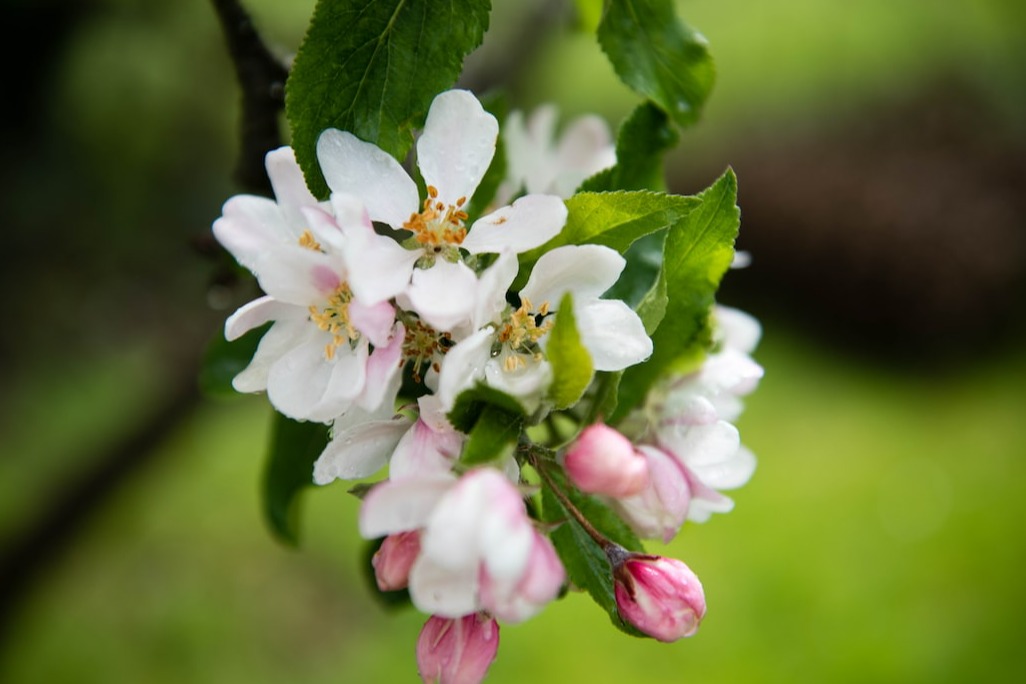 double image second part