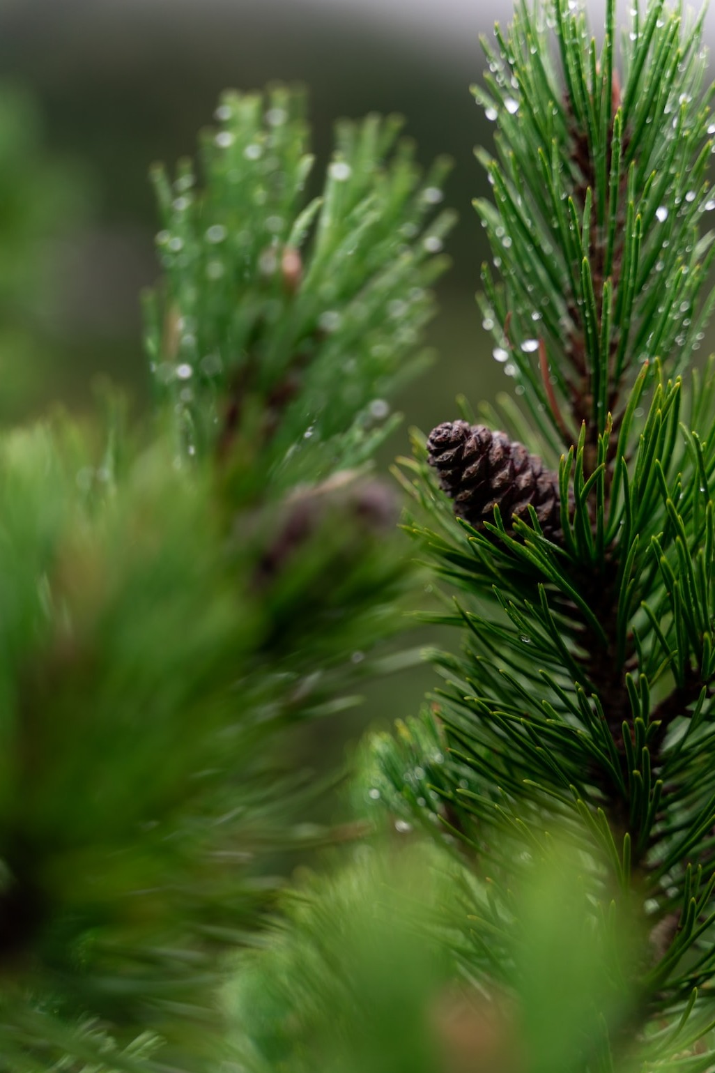 double image fisrt part