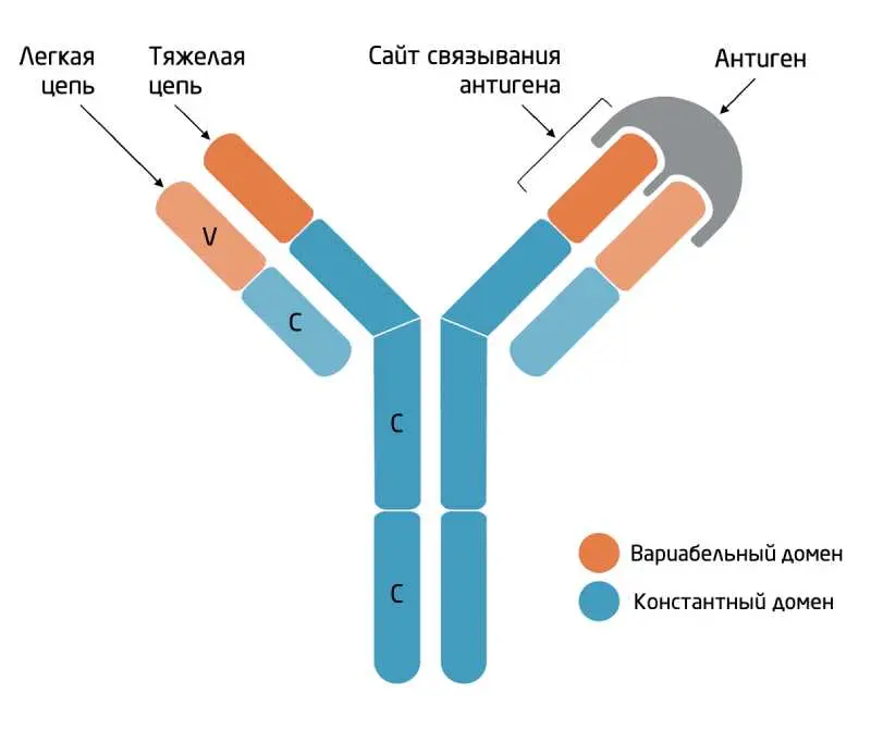 биологическая терапия