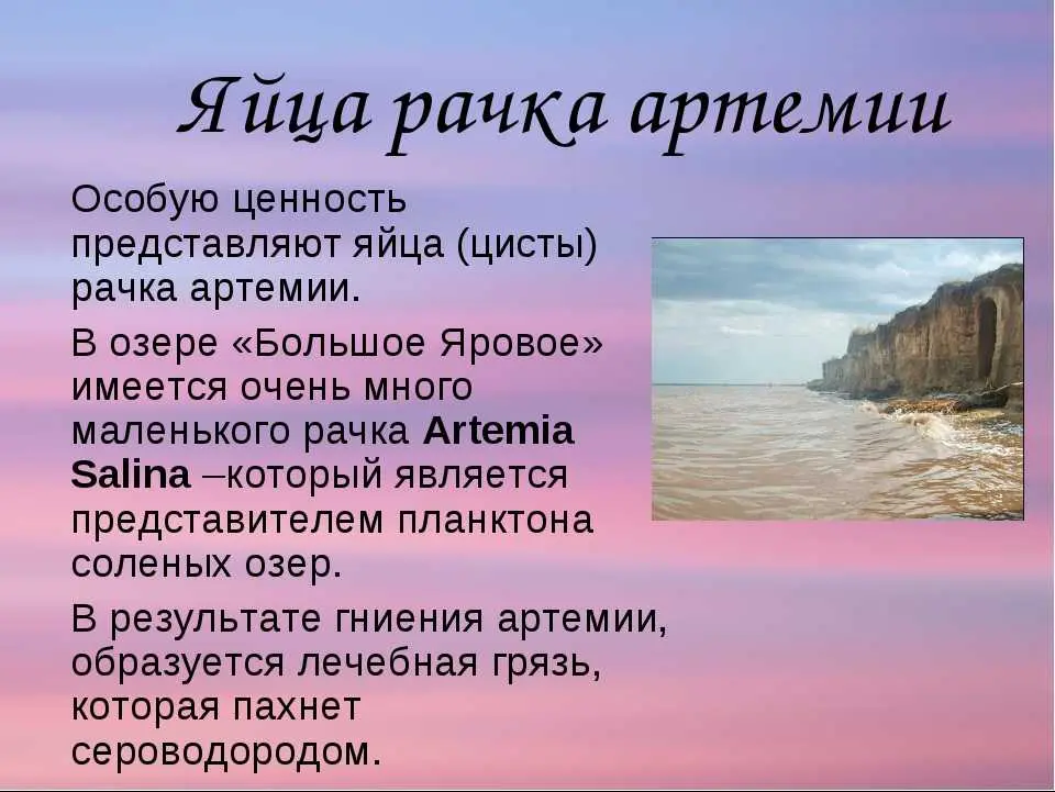 Яйца рачка артемии