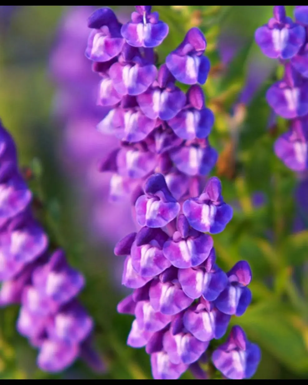 Шлемник байкальский