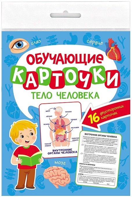 набор обучающих карточек Анатомия тело человека успевайте купить по старым ценам для обучения детей и школьников