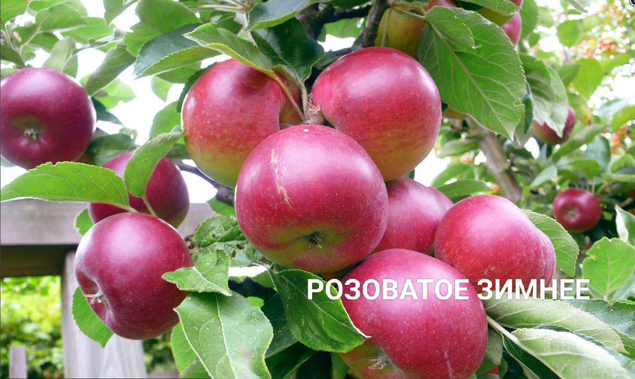 rozovatoe