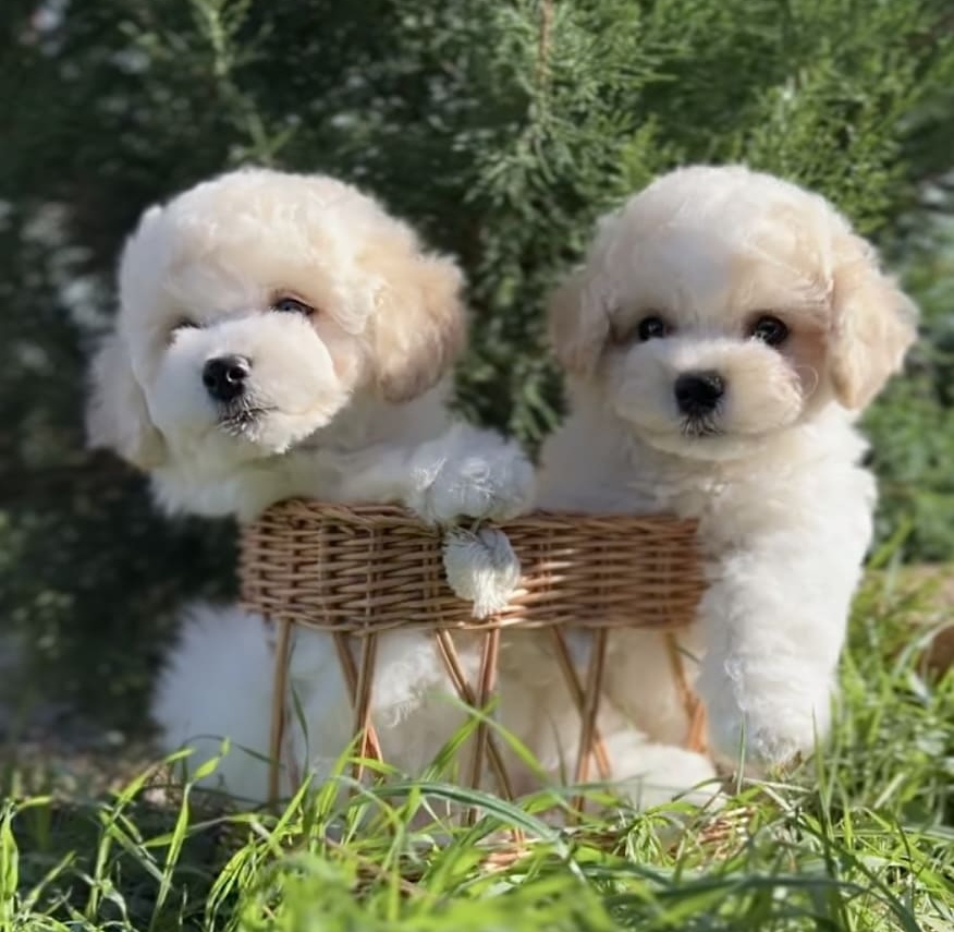 puppy preview3