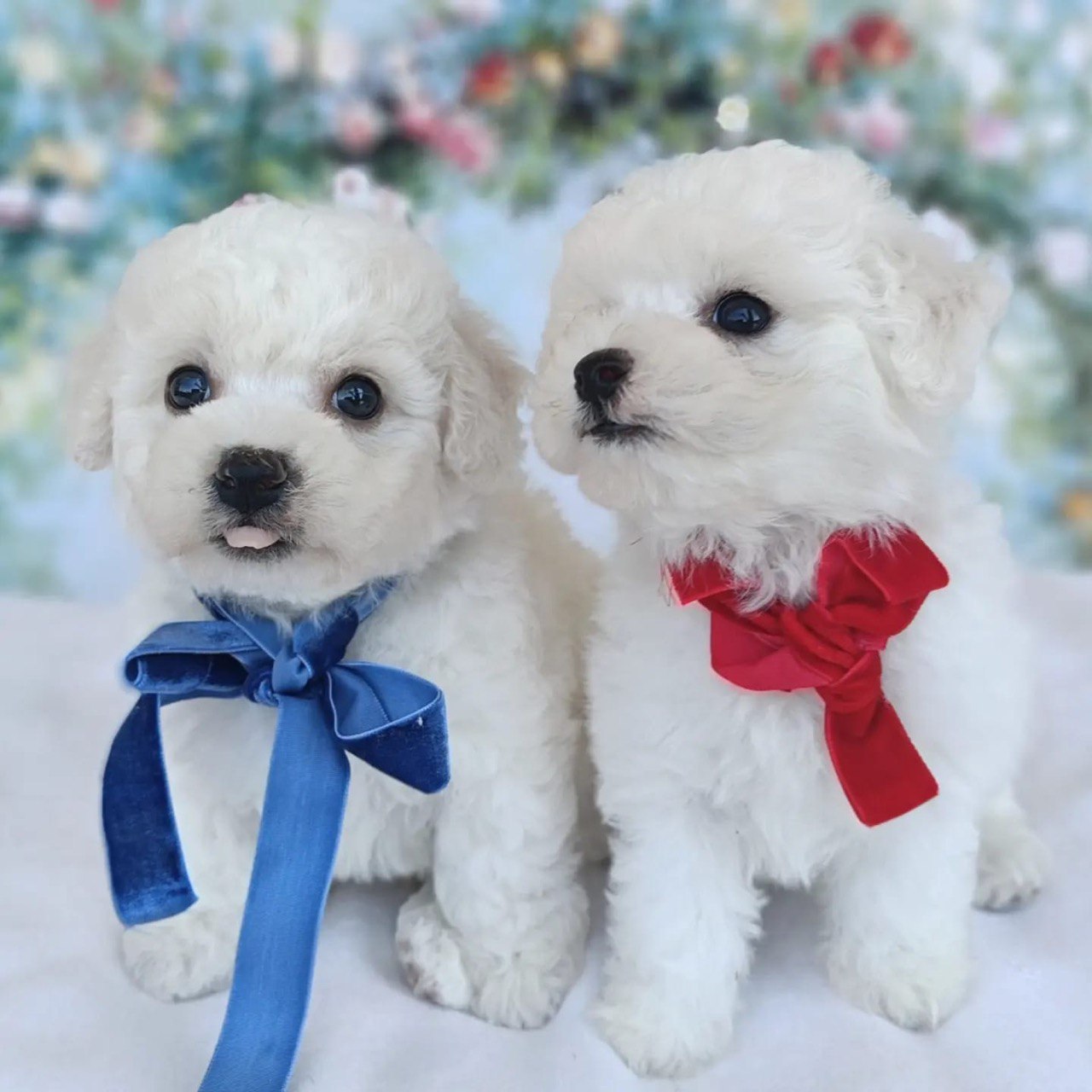 puppy preview5