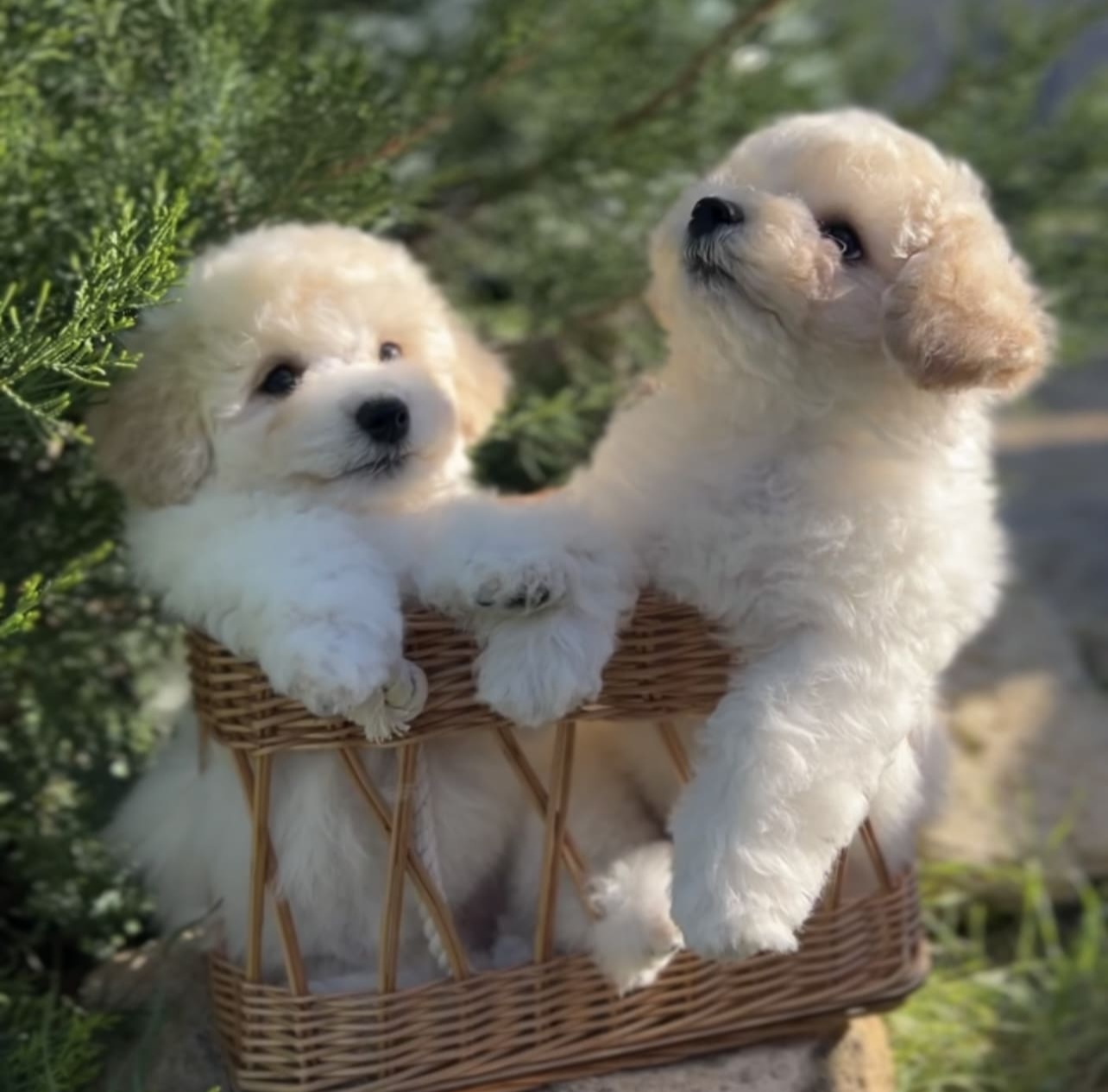 puppy preview2