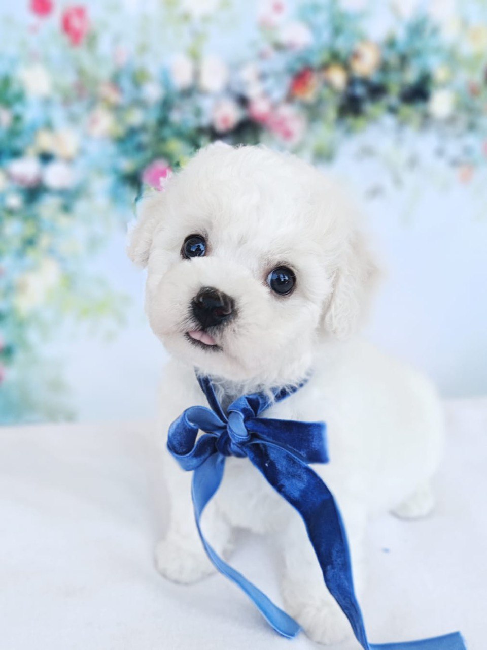 puppy preview2
