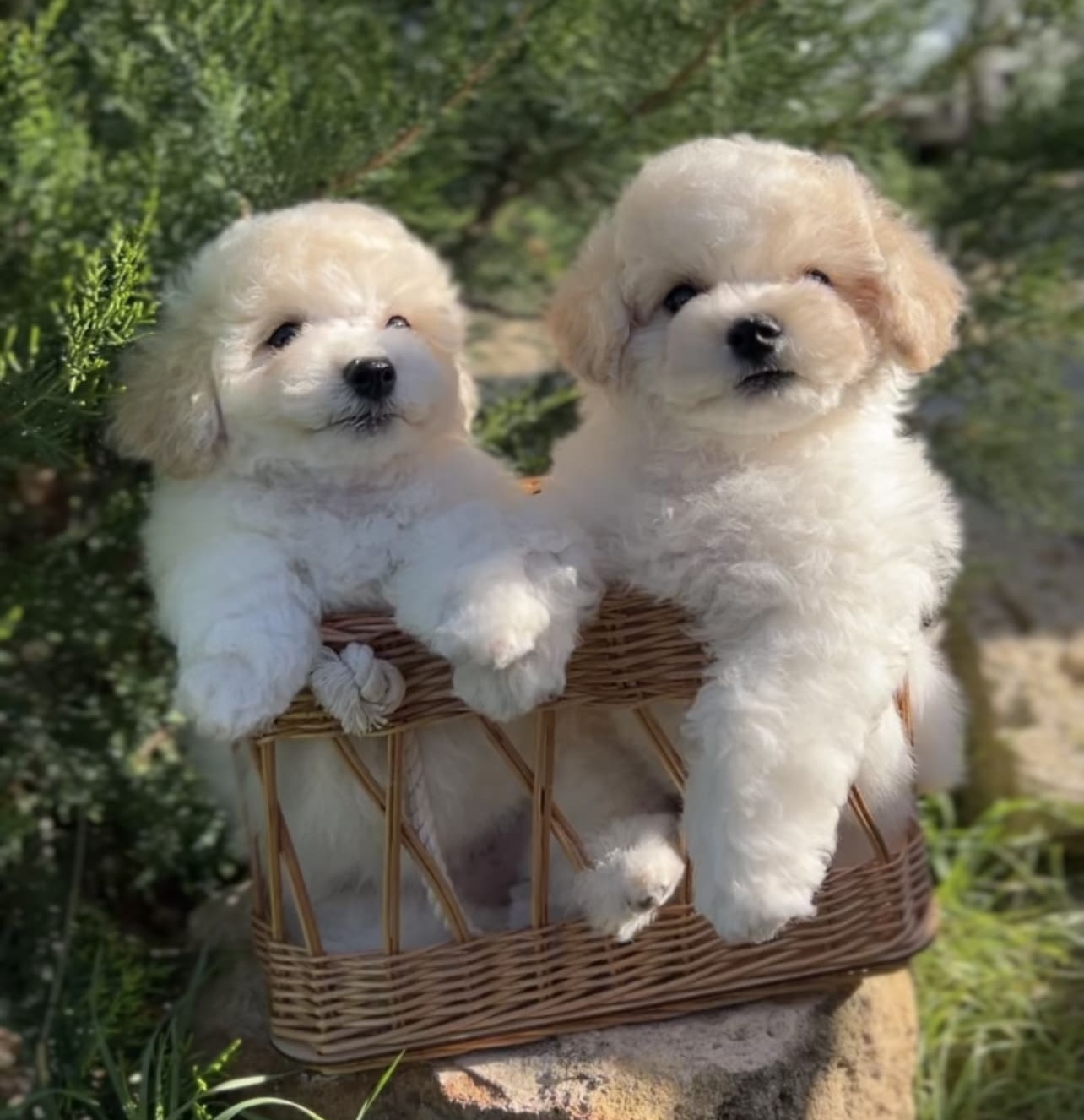 puppy preview