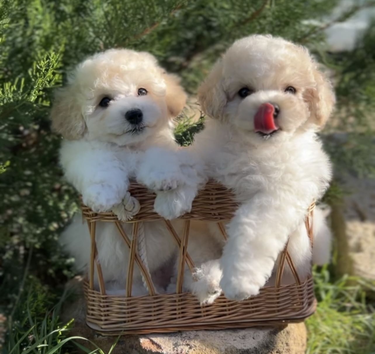 puppy preview5