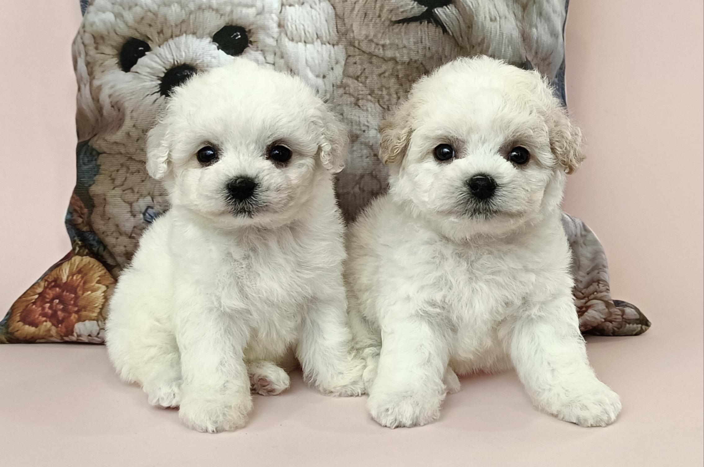 Щенок Бишон-фризе 2025