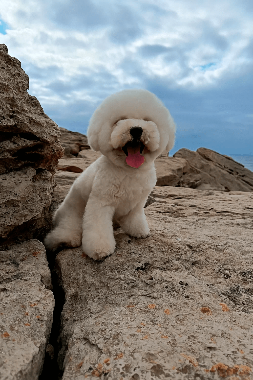 bishon frize dog