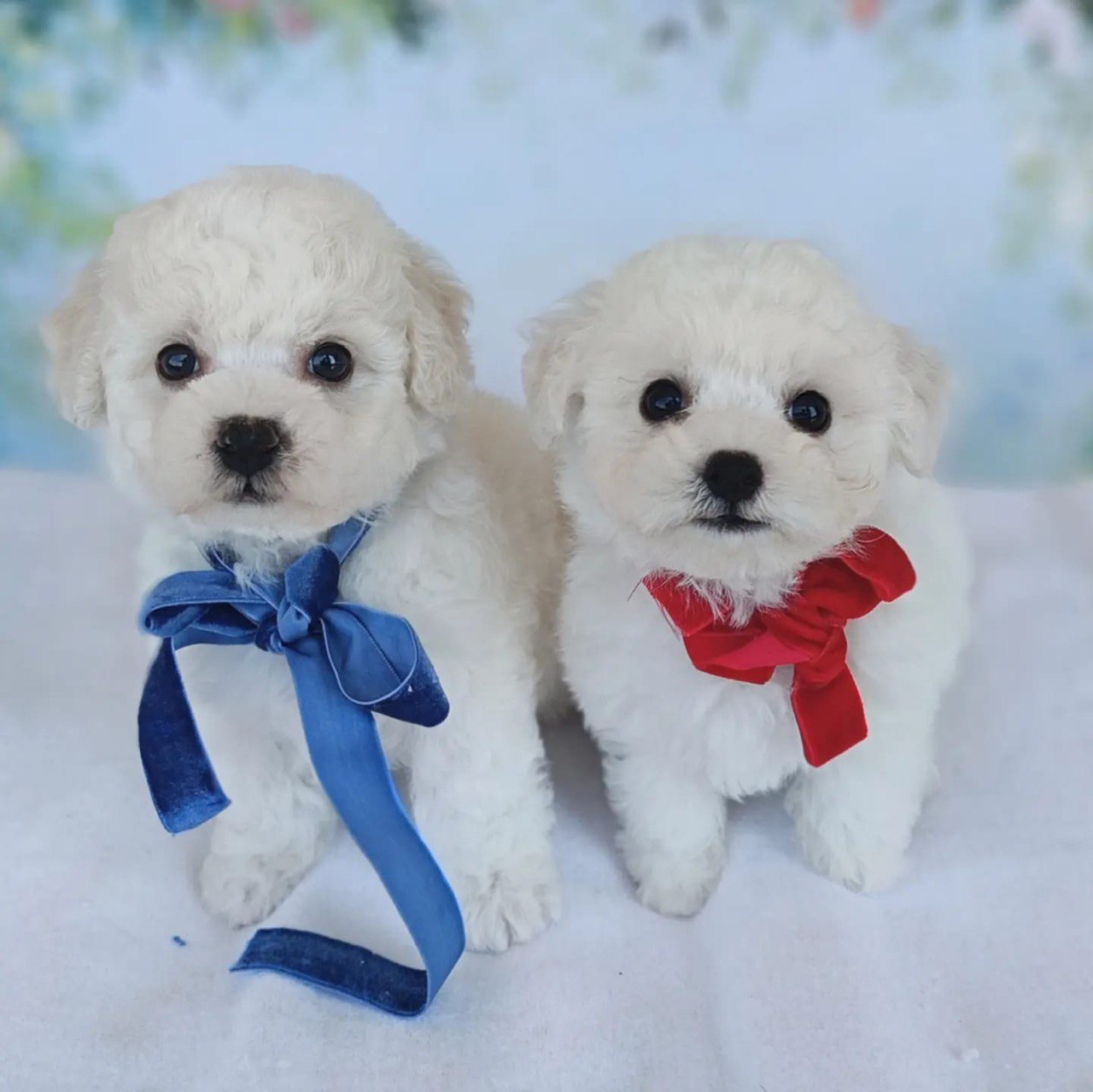 puppy preview