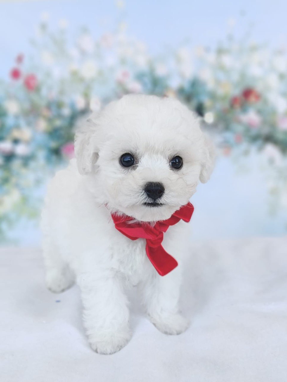 puppy preview3
