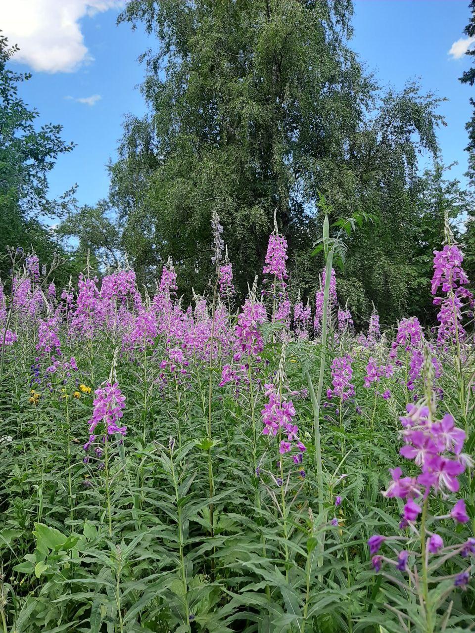 double image fisrt part