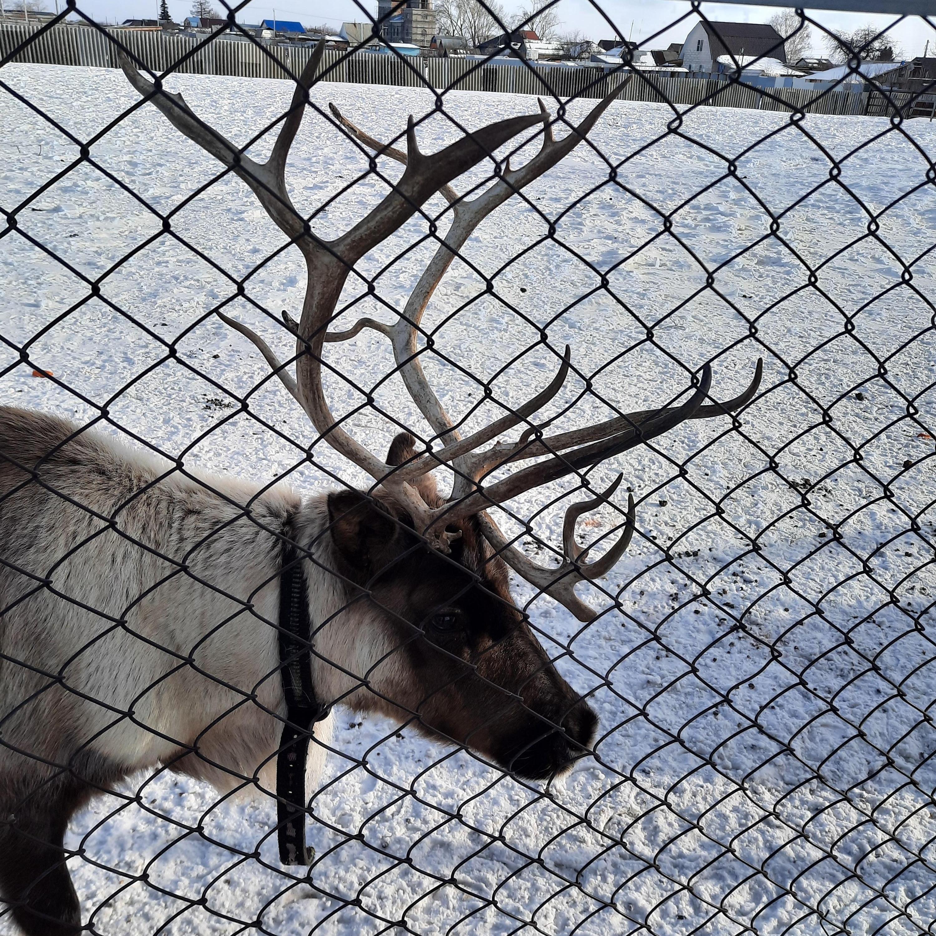 double image fisrt part