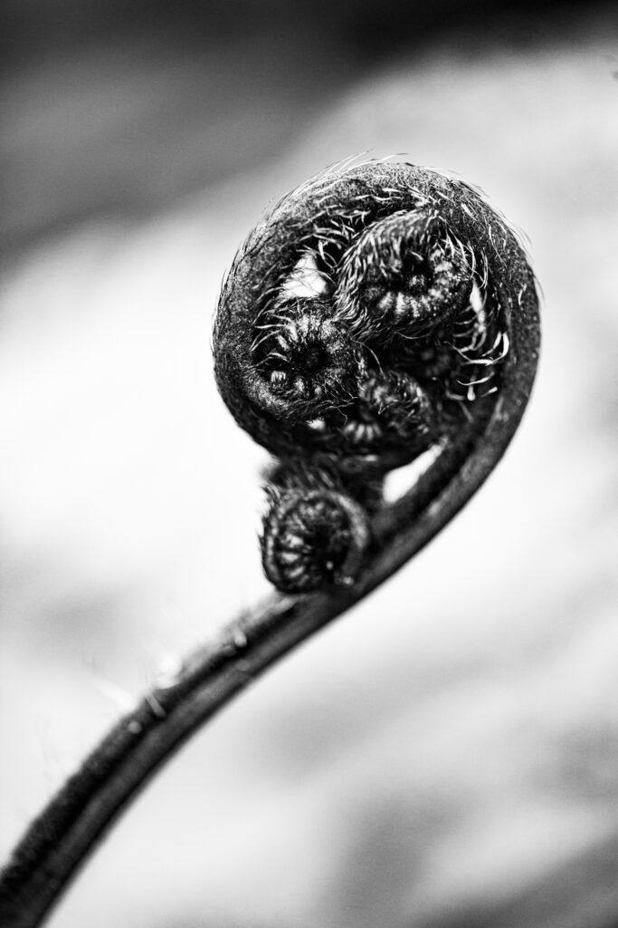 Photograph by Kevin Landwer-Johan
