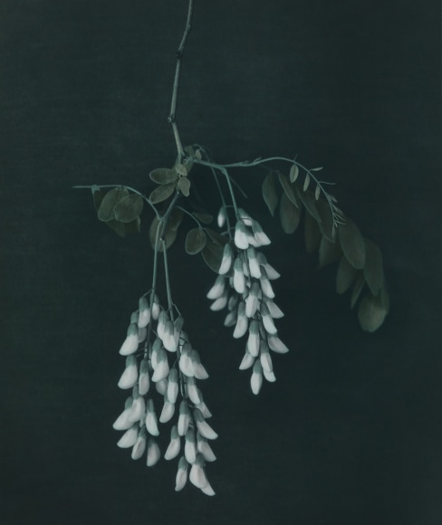 Ingar Krauss