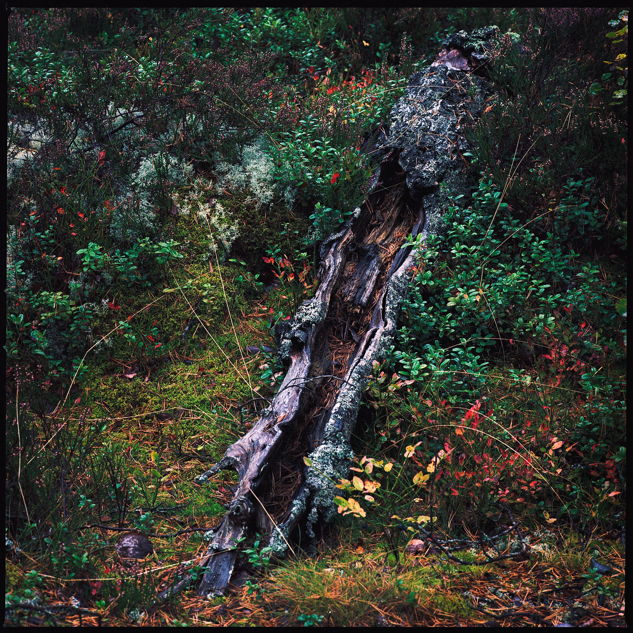 Robin Kuusela's photo, Kodak Portra 160VC 