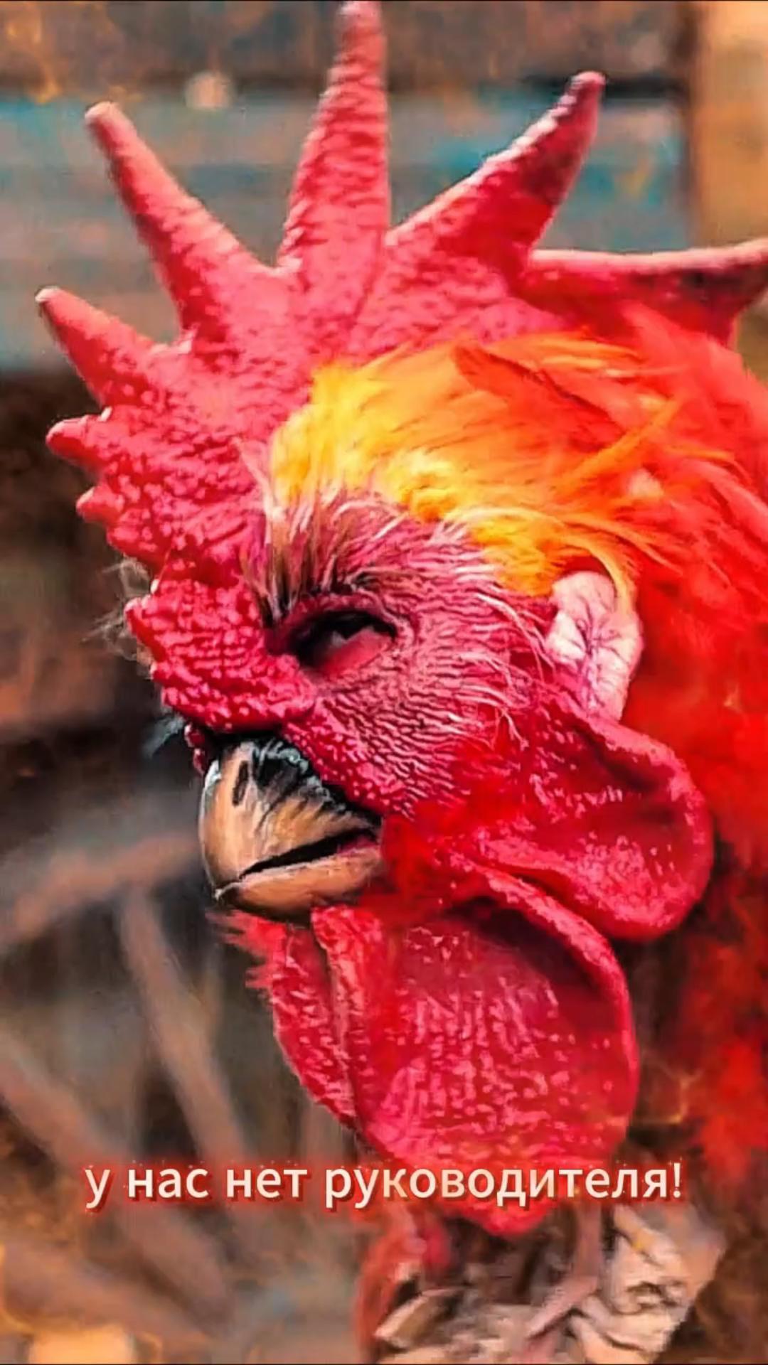 У нас нет руководителя У нас нет руководителя