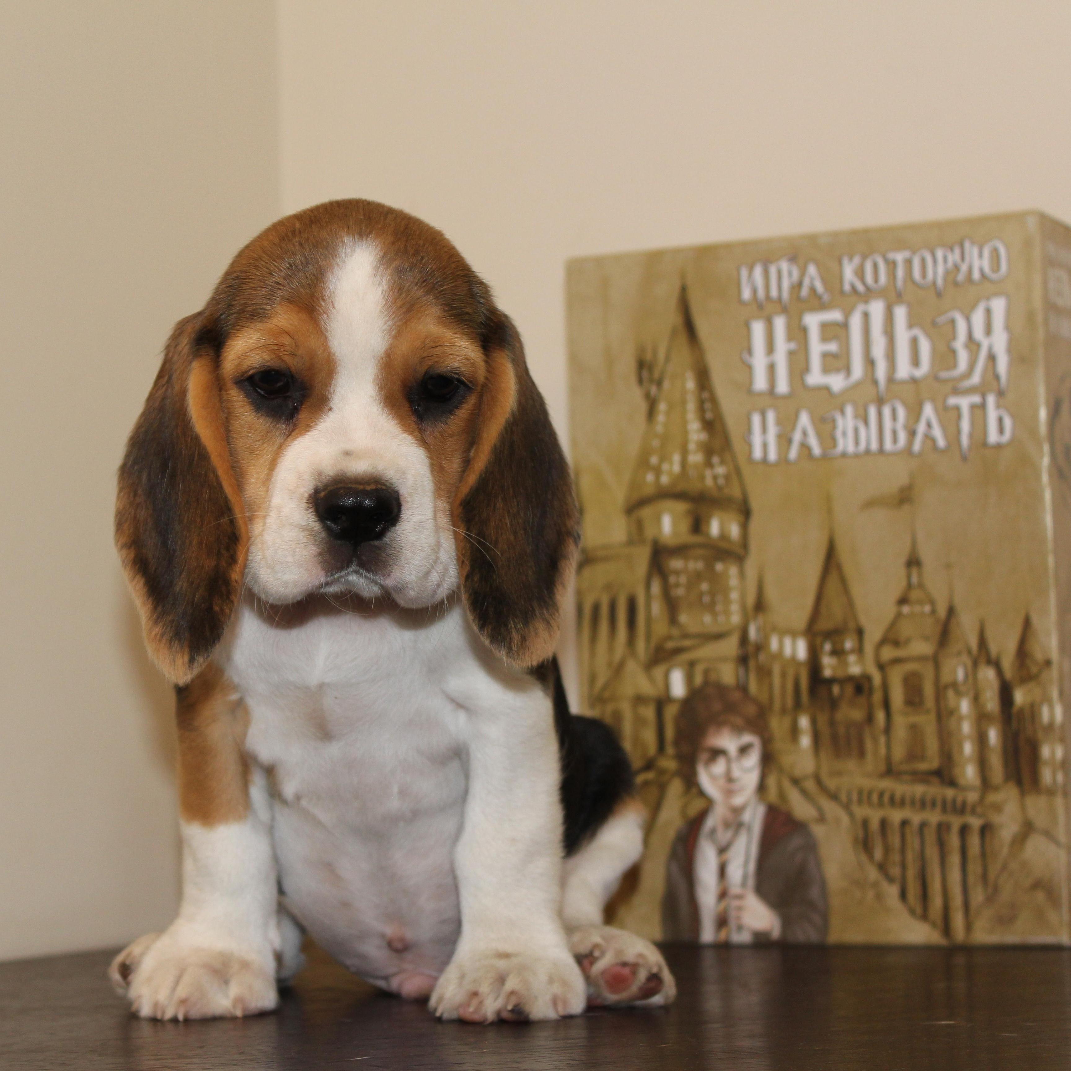 goods image