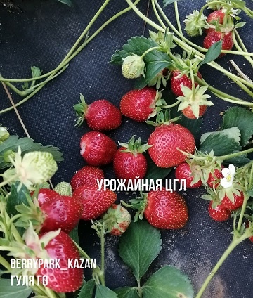 goods preview