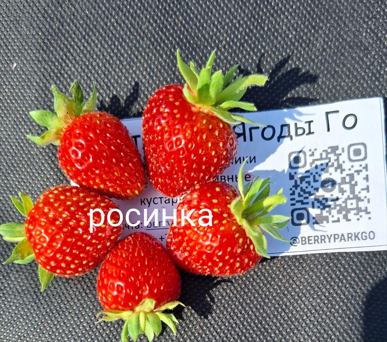 goods preview
