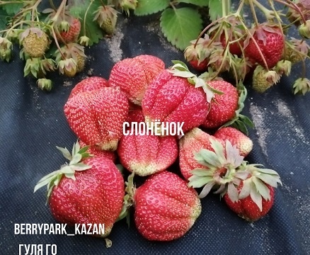 goods preview