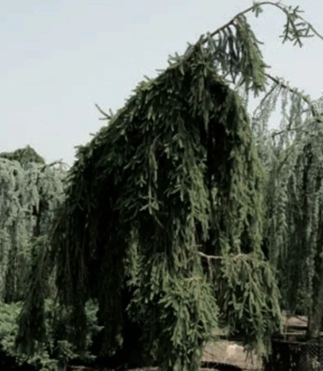 goods image