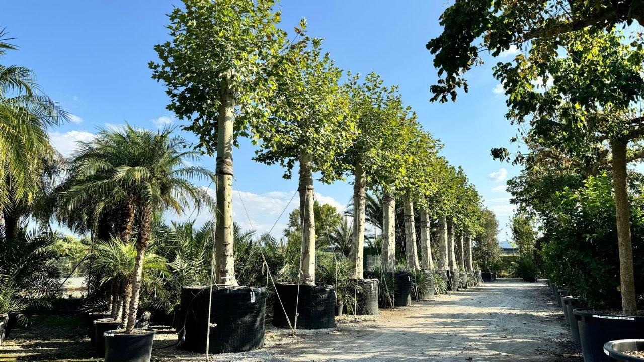 double image second part