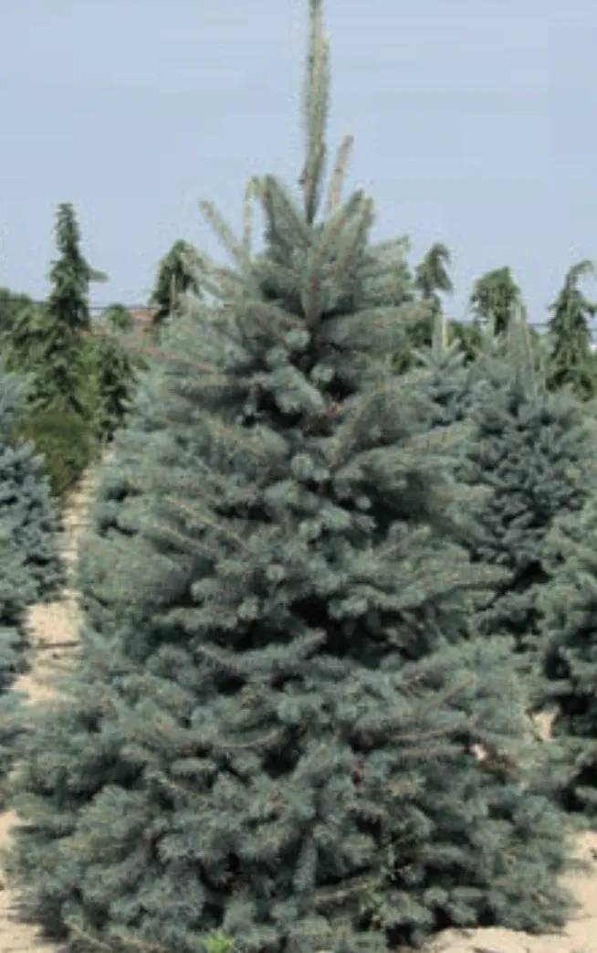 goods image