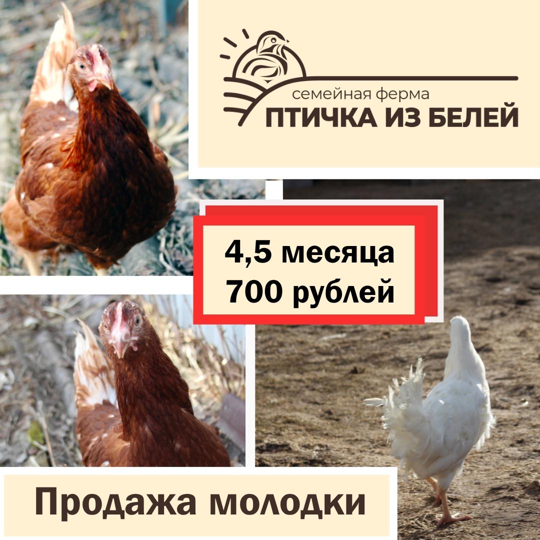 Семейная ферма Птичка из Белей