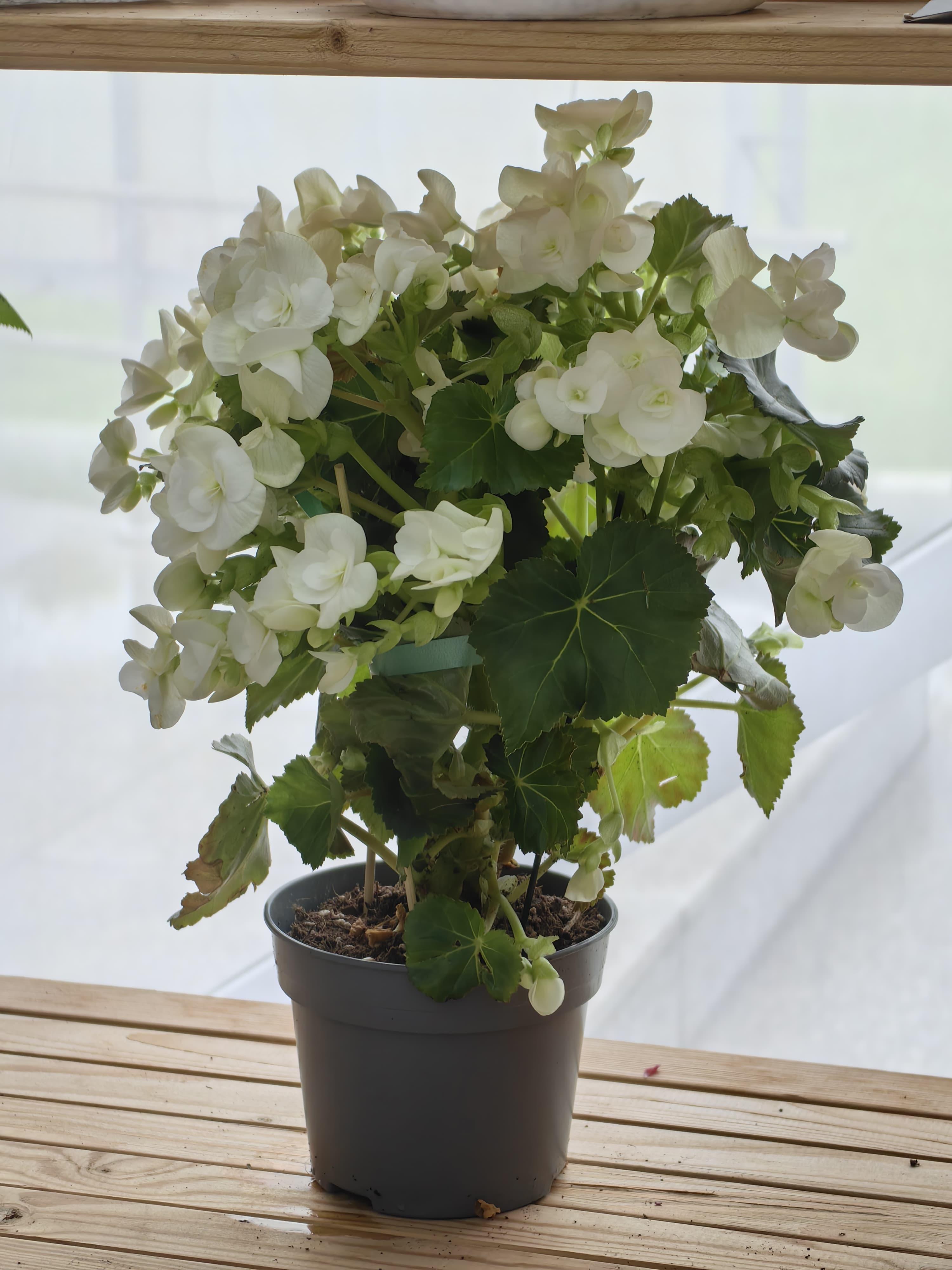 goods image