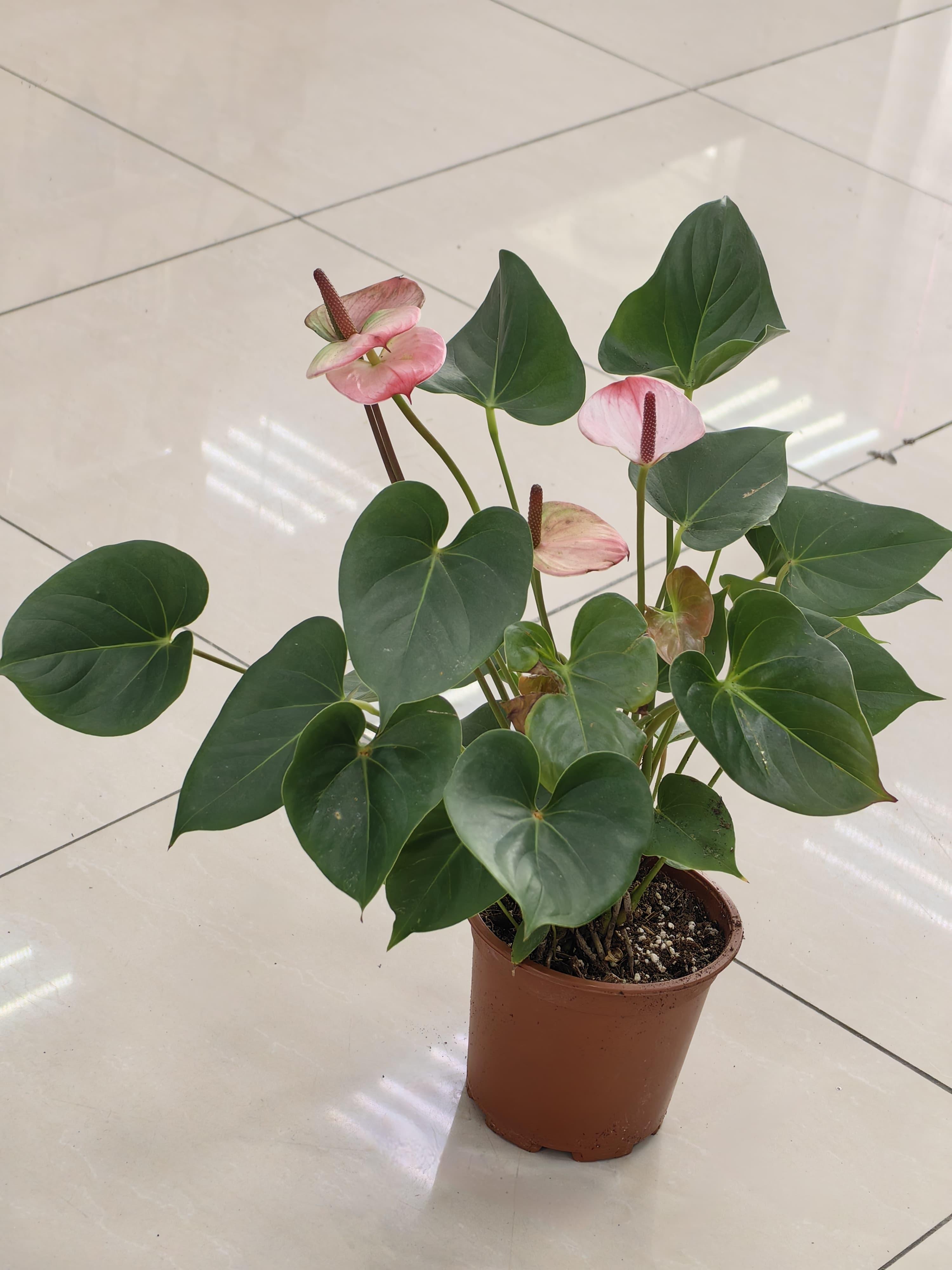 goods image