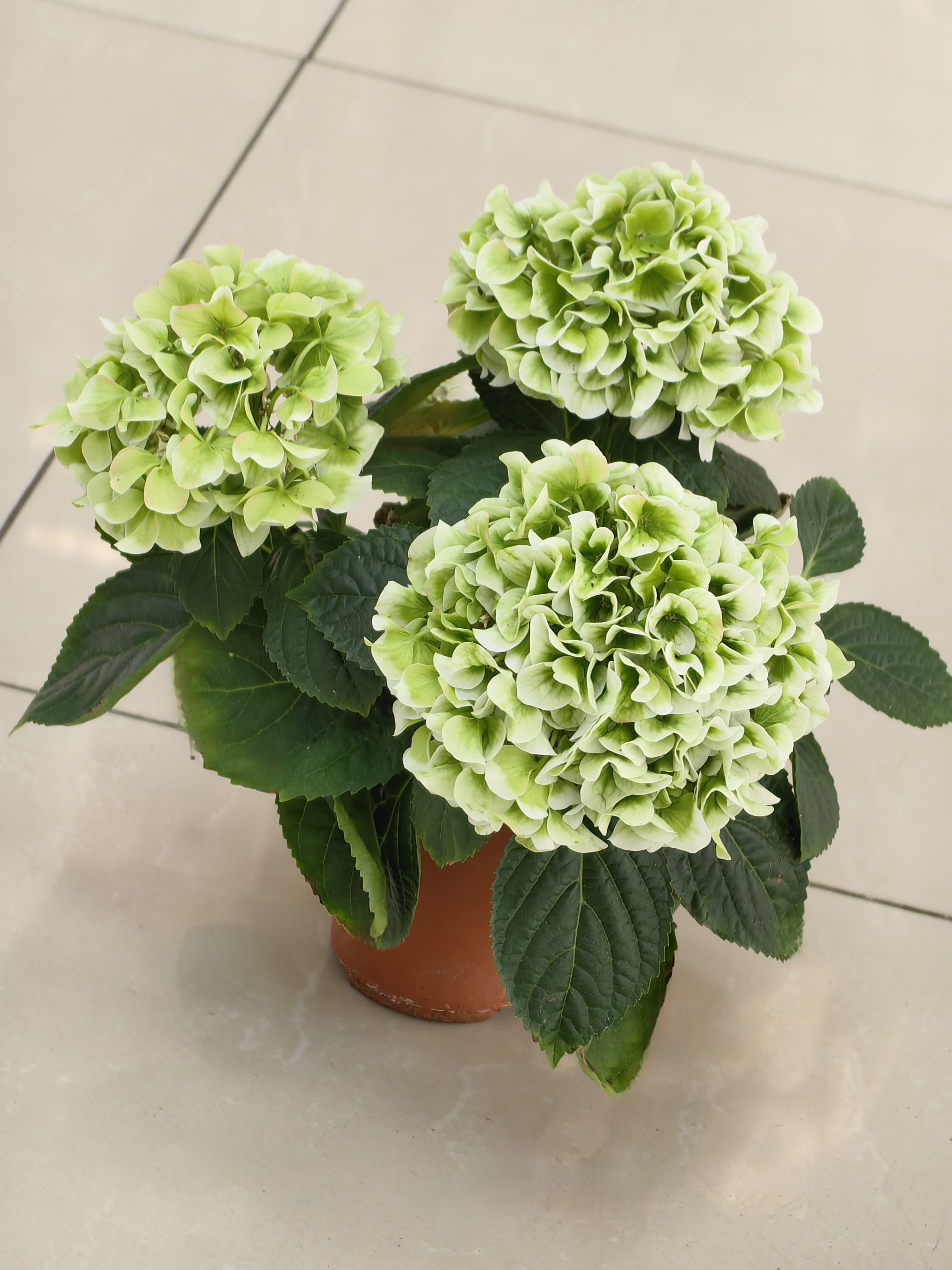 goods image