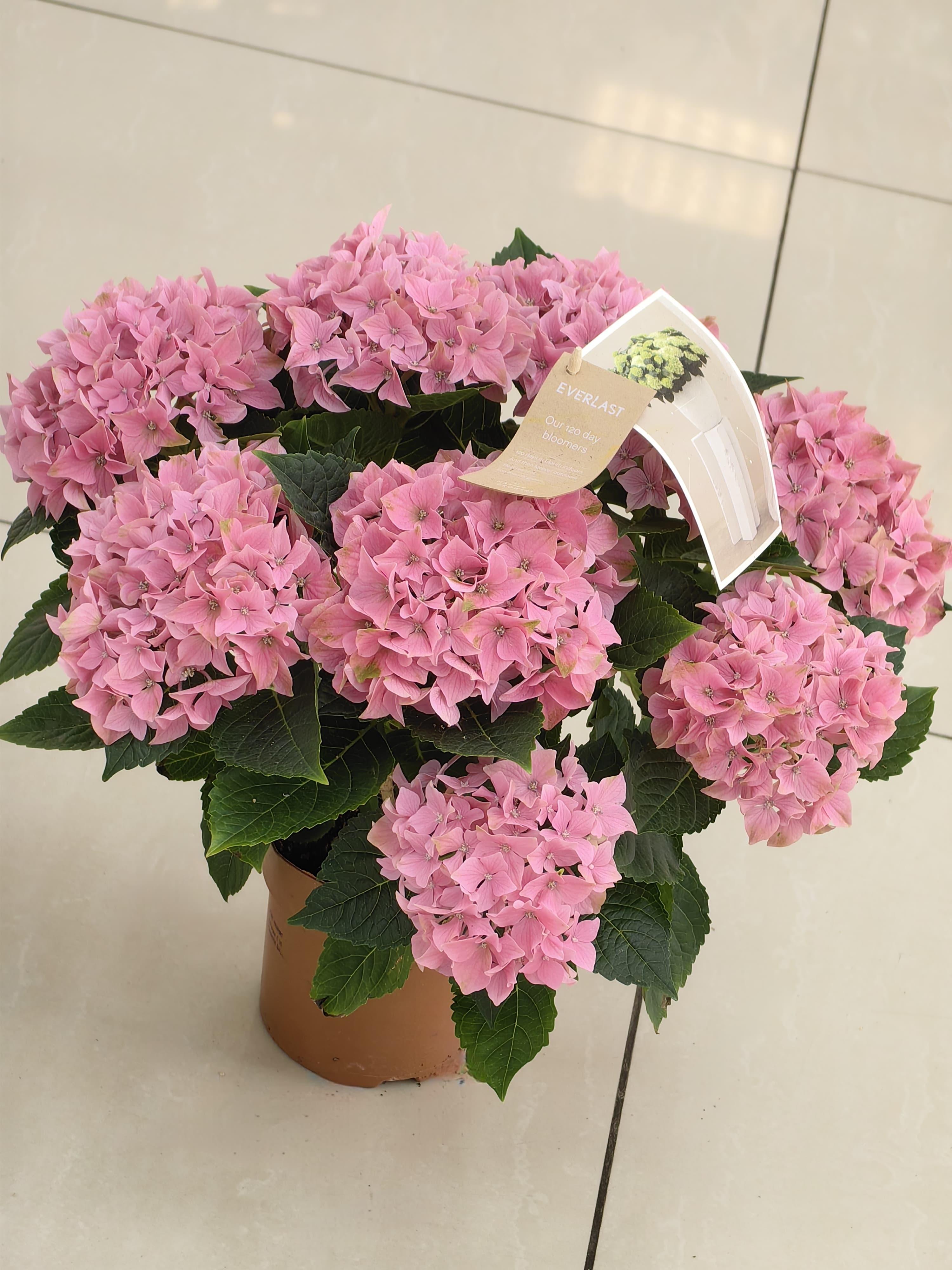 goods image