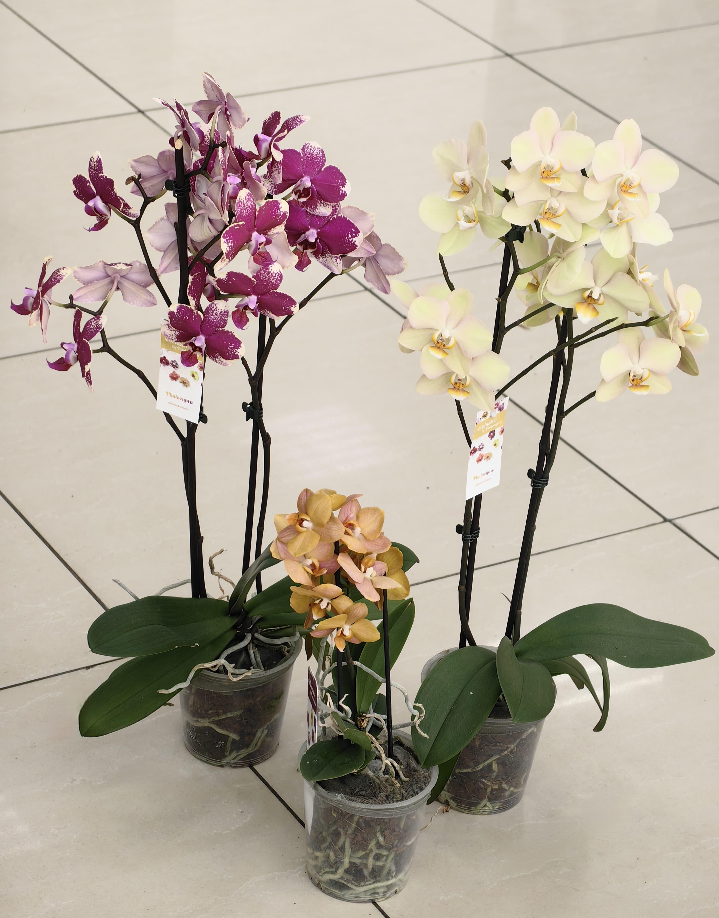 goods image