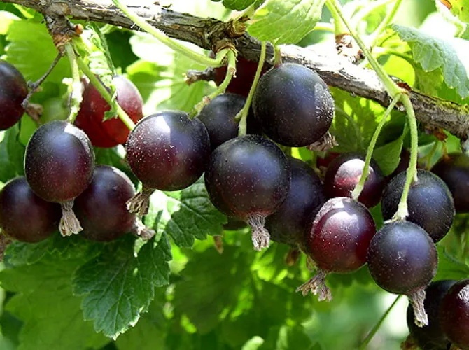 goods image