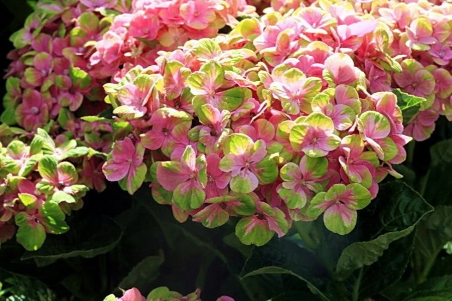 goods image