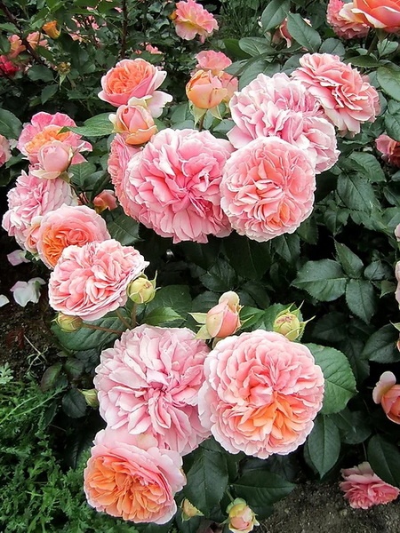 goods image