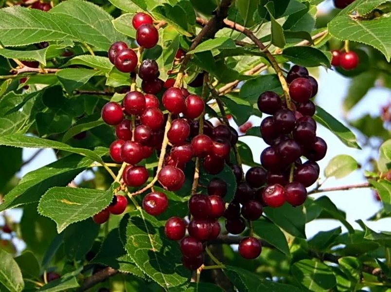 goods image